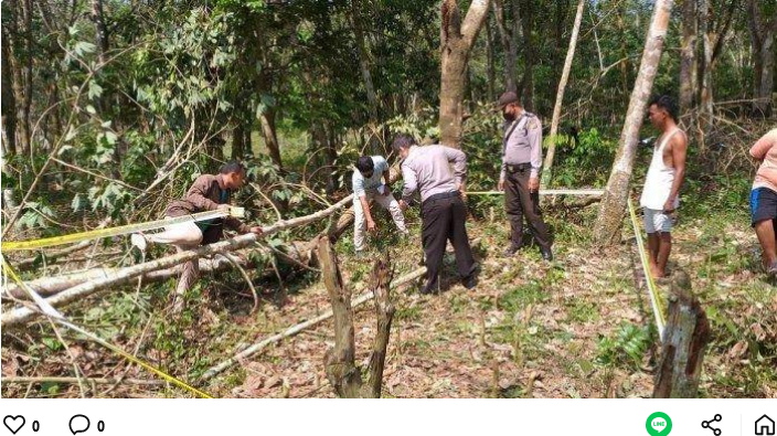 Penebang Kayu di Pelalawan Ditemukan Tewas Tertimpa Pohon Karet